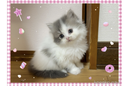 成約済の愛媛県のミヌエット-71141の1枚目